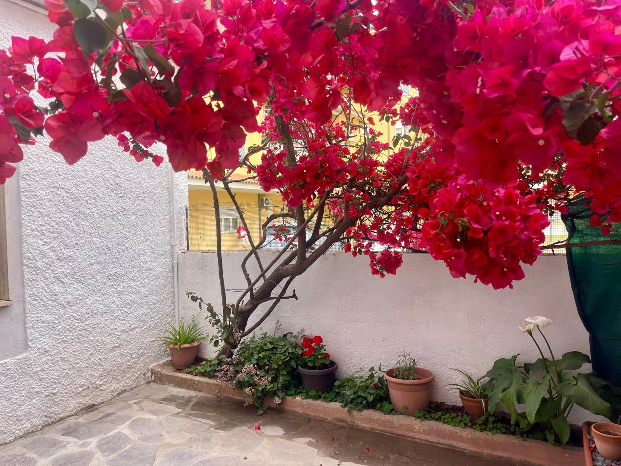 Le Calle Homes * Olbia